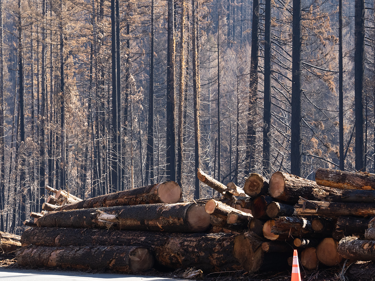 fire suppression backfires when dead lodgepole pines cut down for a timber sale