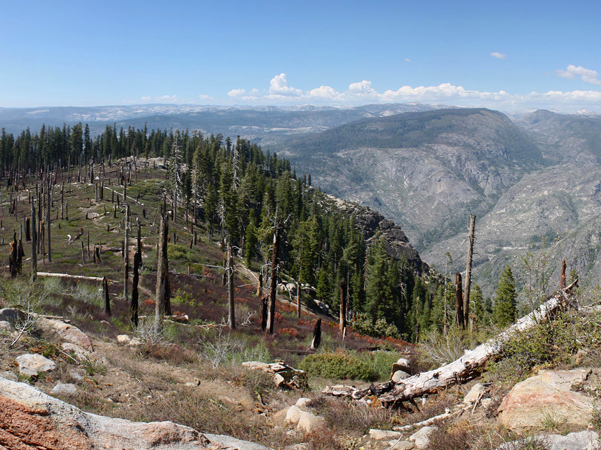recent fires strengthen resiliency of yosemite valley watershed