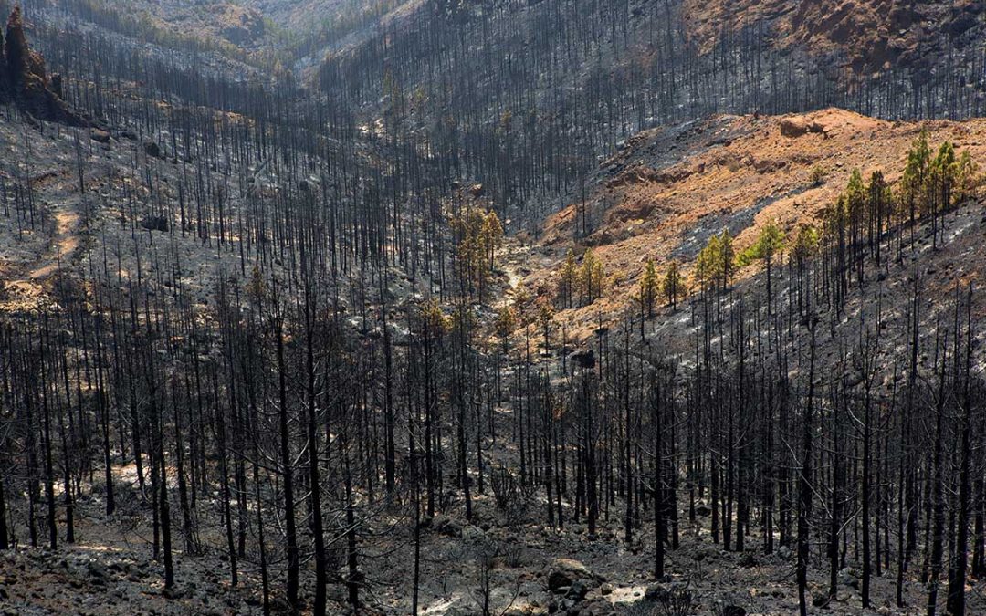 Climate Change Hope Goes up in Flames