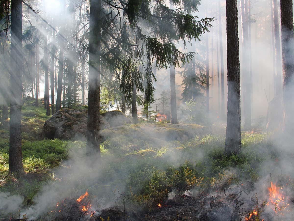 forest fire hot spots